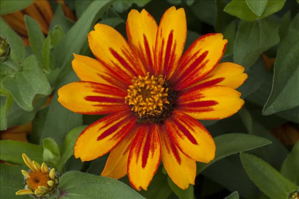 Zinnia 'Zahara Sunburst'