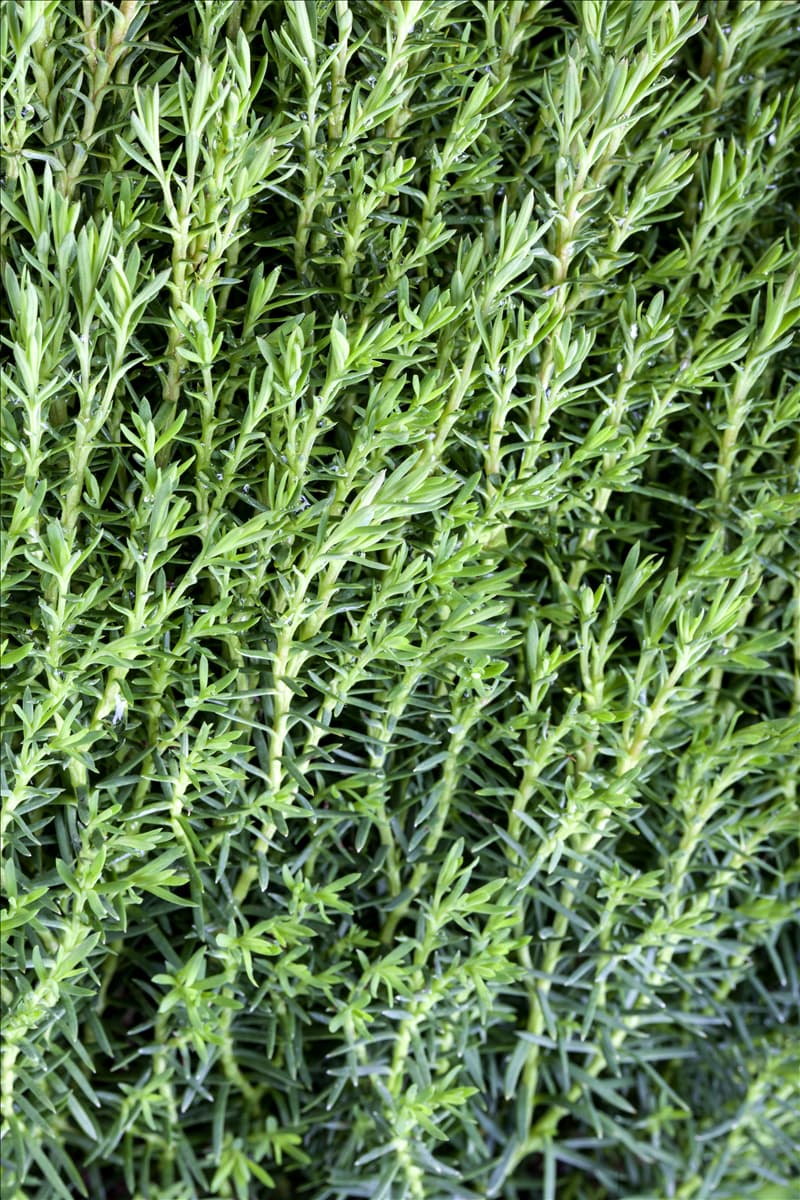 Thuja occidentalis 'Teddy'