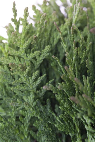 Thuja occidentalis 'Teddy'