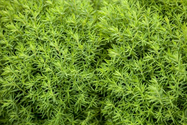 Thuja occidentalis 'Teddy'