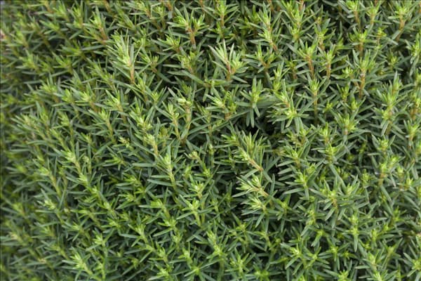 Thuja occidentalis 'Teddy'