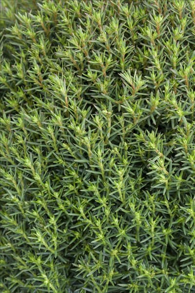 Thuja occidentalis 'Teddy'