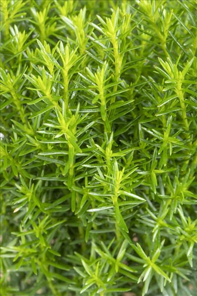 Thuja occidentalis 'Teddy'