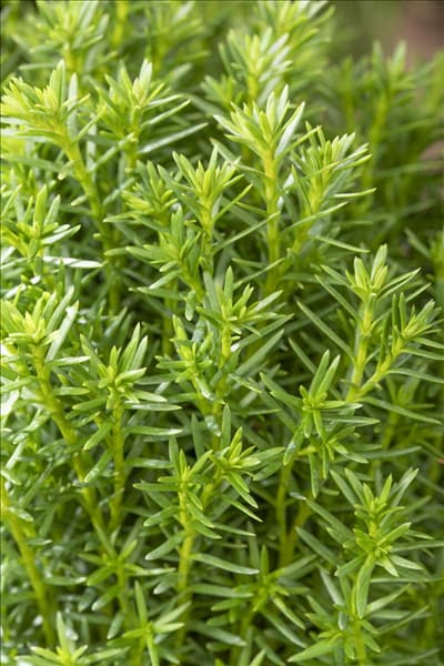 Thuja occidentalis 'Teddy'