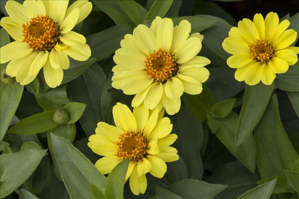 Zinnia Zahara® XL