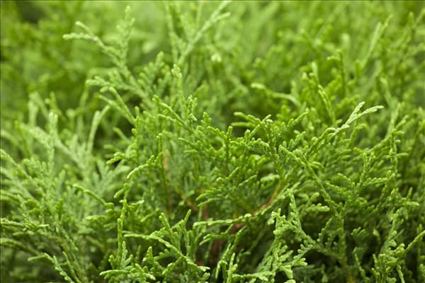 Thuja occidentalis 'Tiny Tim'