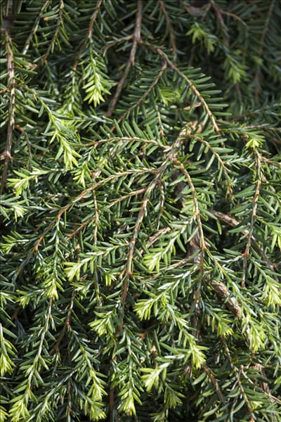 Tsuga canadensis 'Cole´s Prostrate'