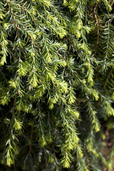 Tsuga canadensis 'Cole´s Prostrate'