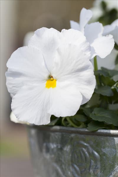 Viola x wittrockiana