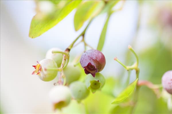 Vaccinium vitis-idaea 'Red Pearl'