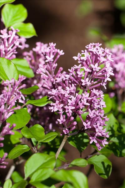 Syringa meyeri