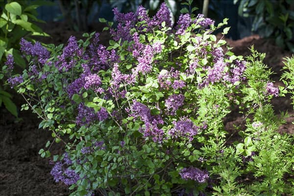 Syringa meyeri 'Palibin'