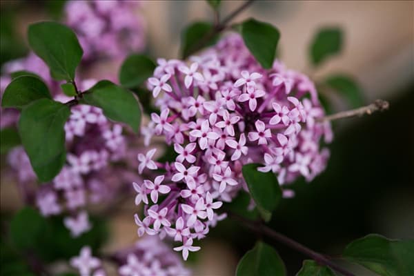 Syringa meyeri 'Red Pixie'