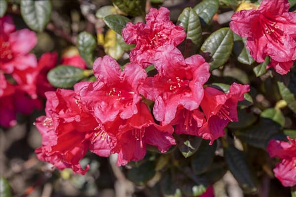 Rhododendron forrestii var. repens 'Florteppich'