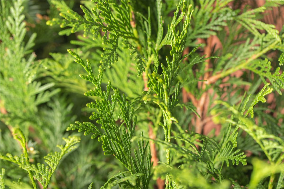 Thuja plicata 'Atrovirens'