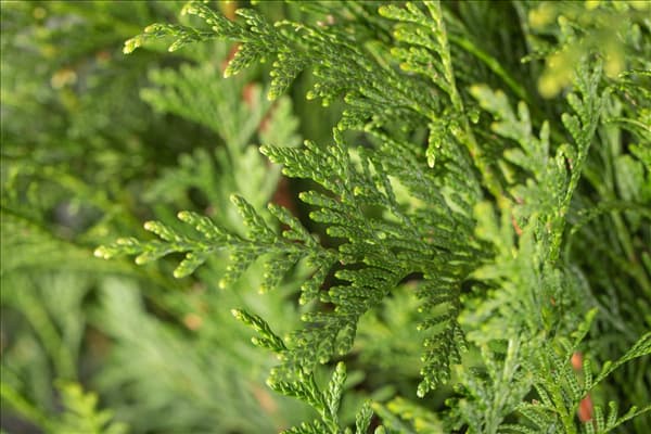Thuja plicata 'Atrovirens'