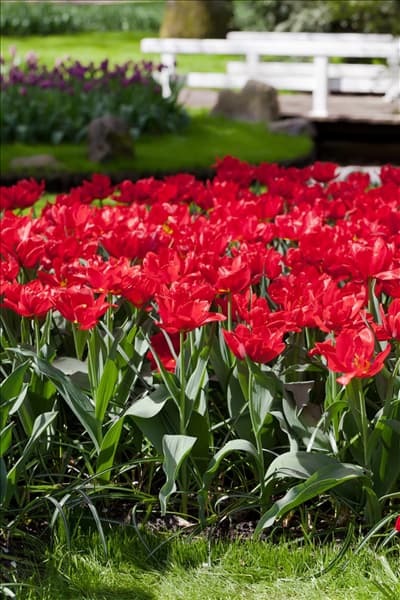 Tulipa 'Abba'