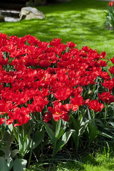 Tulipa 'Abba'
