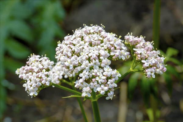 Valeriana officinalis