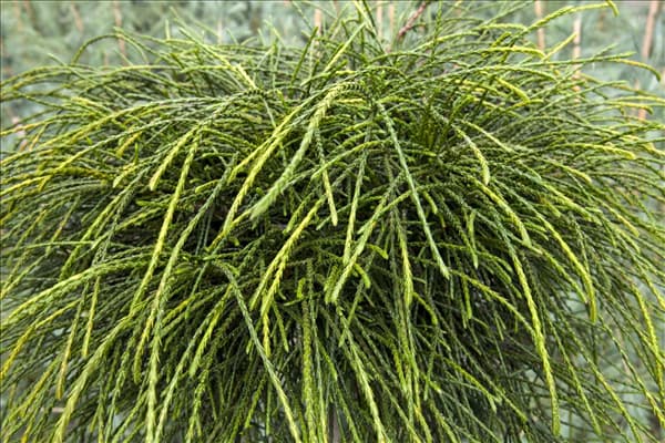 Thuja plicata 'Whipcord'