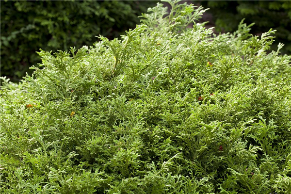 Thujopsis dolabrata