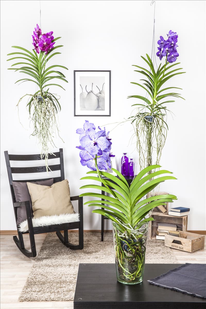 Vanda