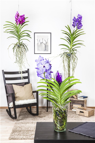 Vanda