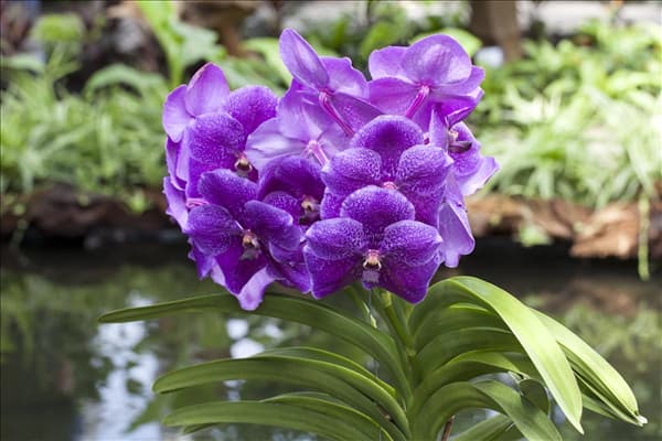 Vanda