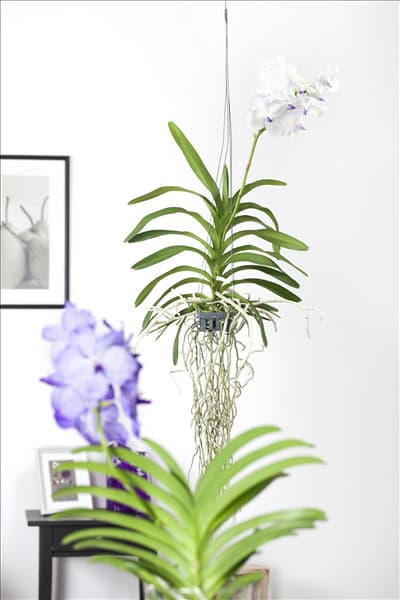 Vanda