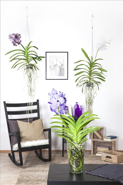 Vanda