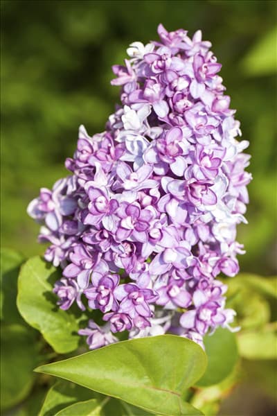 Syringa vulgaris