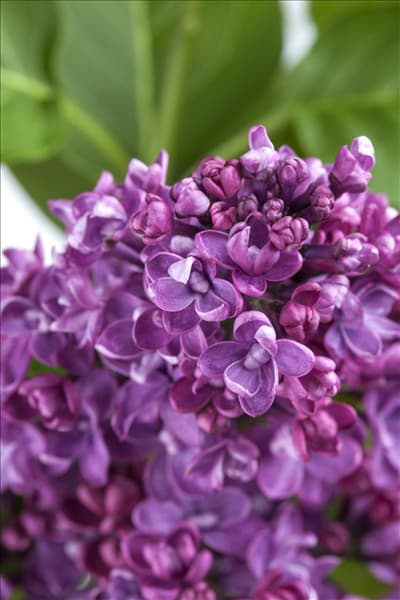 Syringa vulgaris