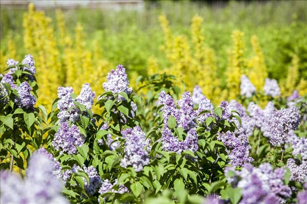 Syringa
