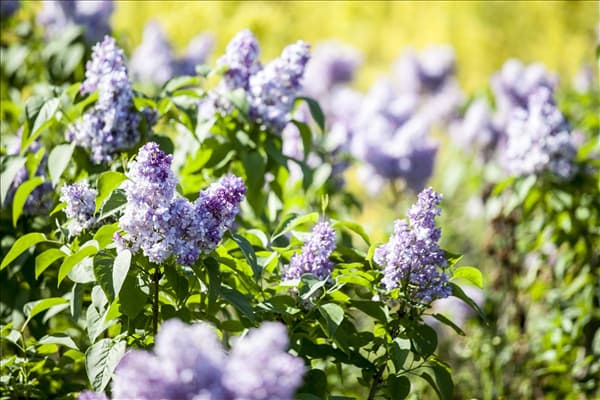 Syringa
