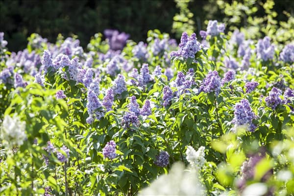 Syringa