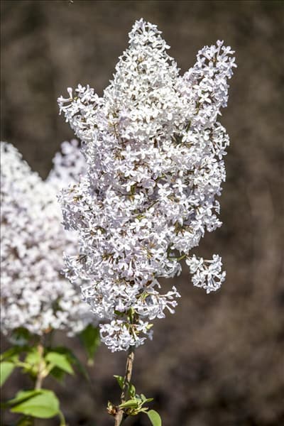 Syringa