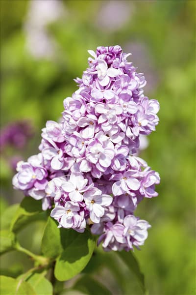 Syringa vulgaris