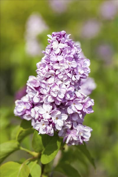 Syringa vulgaris