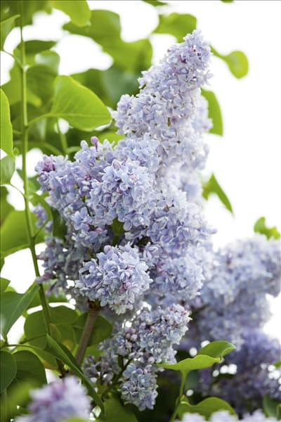 Syringa vulgaris