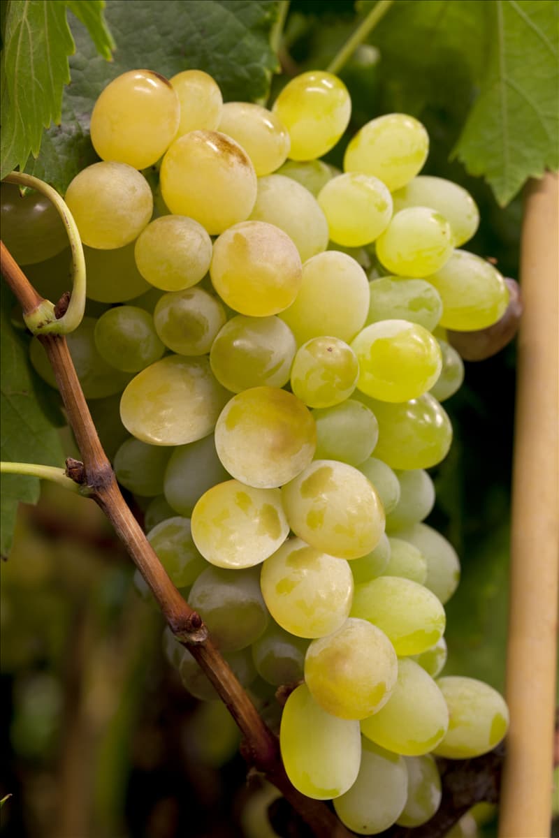 Vitis vinifera