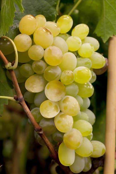 Vitis vinifera