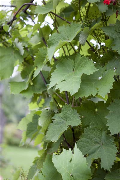 Vitis vinifera