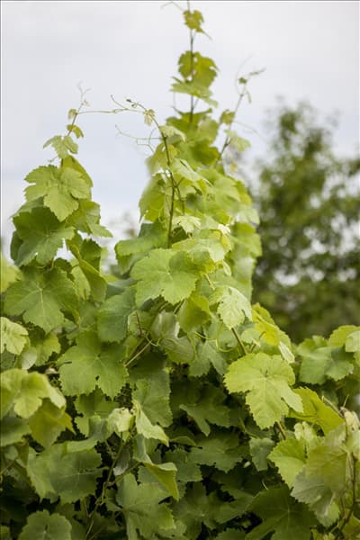 Vitis vinifera