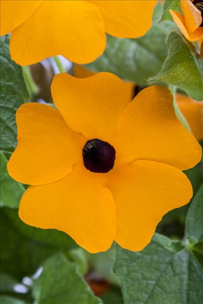 Thunbergia alata