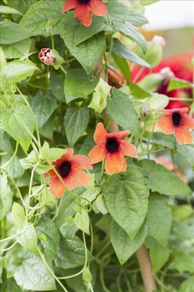 Thunbergia alata