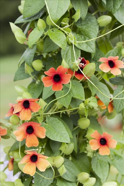Thunbergia alata