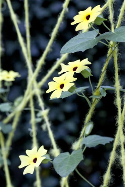 Thunbergia alata