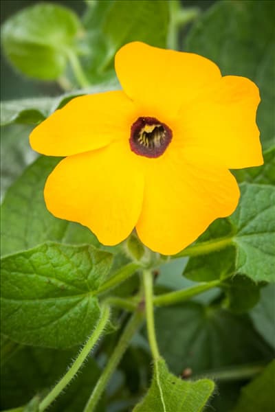 Thunbergia alata