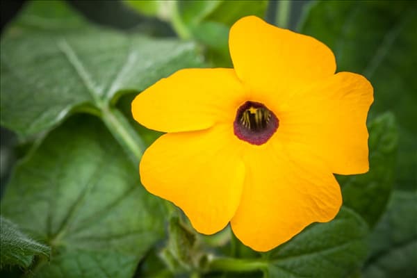Thunbergia alata