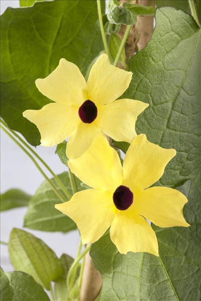Thunbergia alata 'Lemon Star'